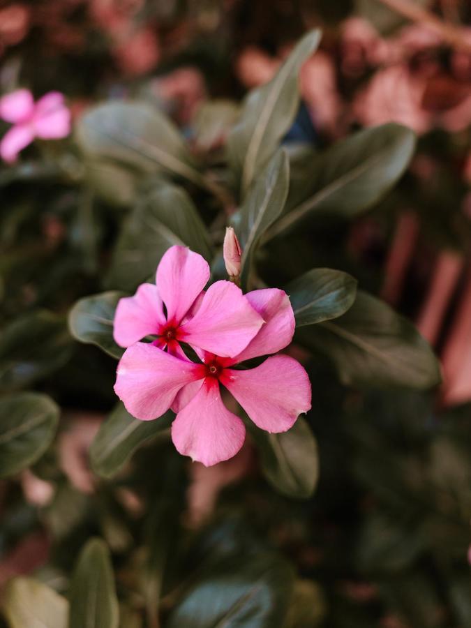 Bubali Gardens By Kamerlingh Villa Noord Εξωτερικό φωτογραφία